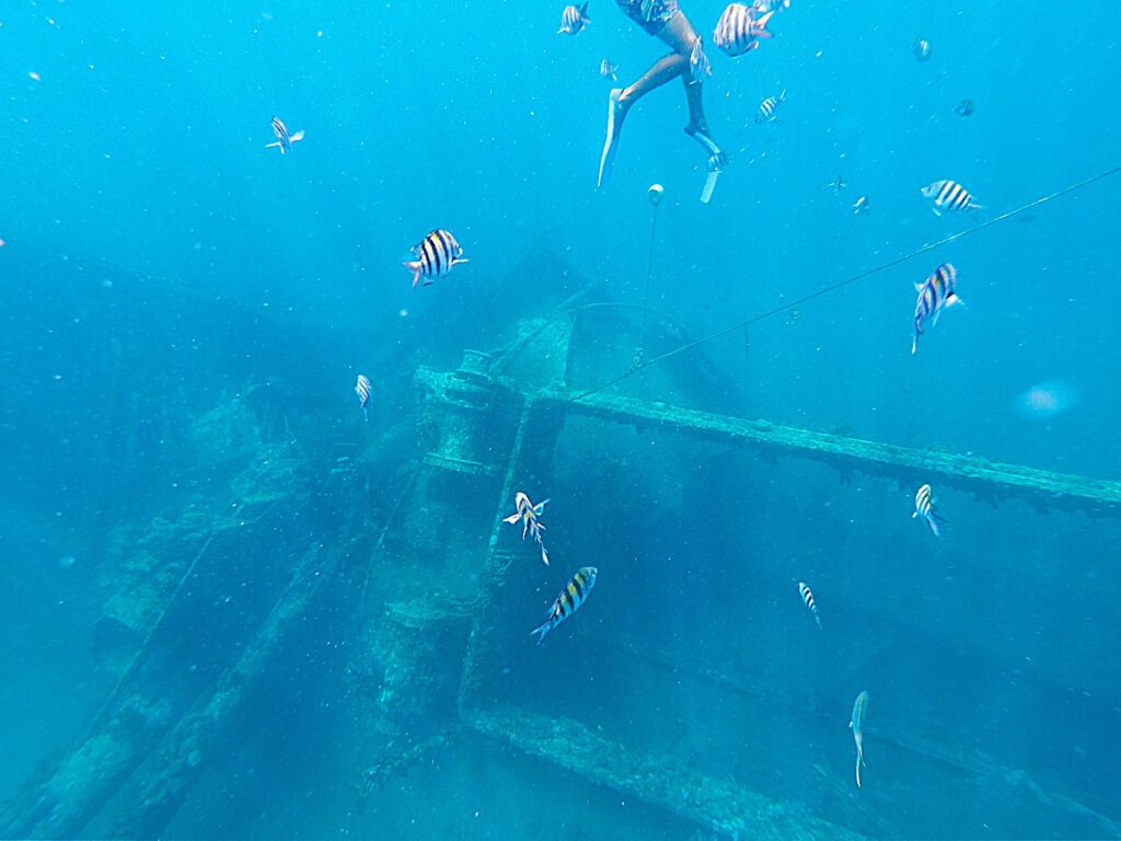 snorkeling and yellow striped fish at the Antilla shipwreck in Aruba