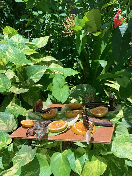 butterflies eating fermented fruit on wooden tray at the Aruba Butterfly Farm
