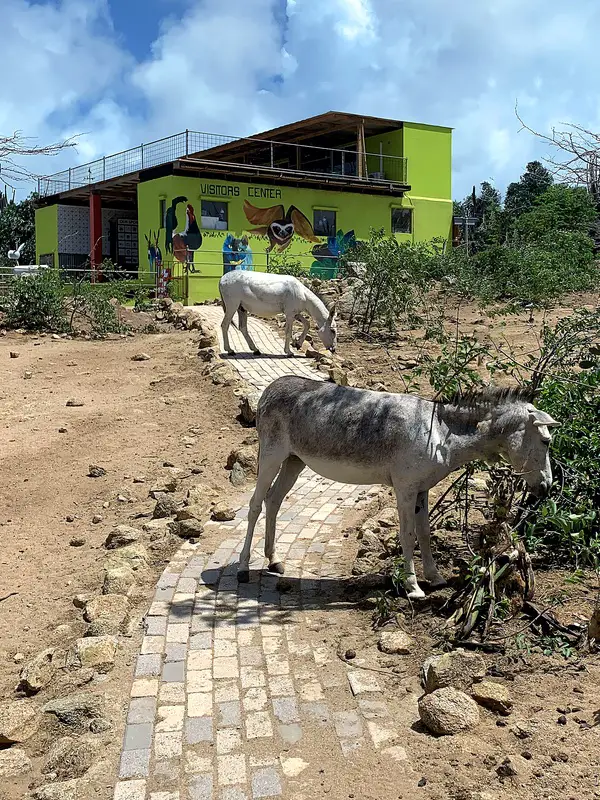 two donkeys standing in front of the Visitors Center at the Aruba Donkey Sanctuary