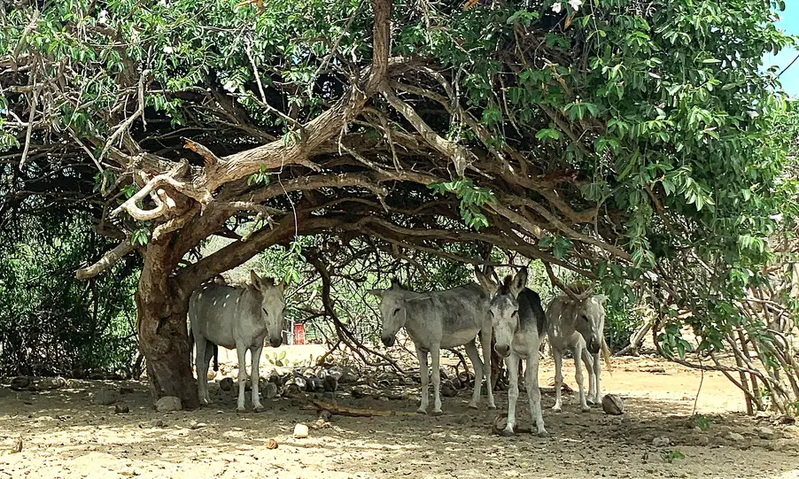 four donkeys standing under a large tree at the Aruba Donkey Sanctuary
