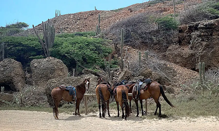 five brown saddled horses standing near cacti in Arikok National Park in Aruba