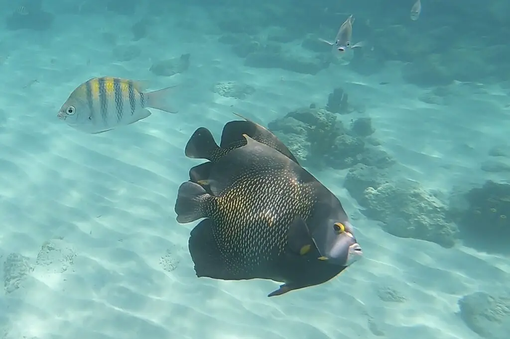 snorkeling with yellow striped fish and black fish in Boca Catalina Bay in Aruba