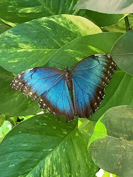 a blue butterfly perched on green leaves at the Aruba Butterfly Farm