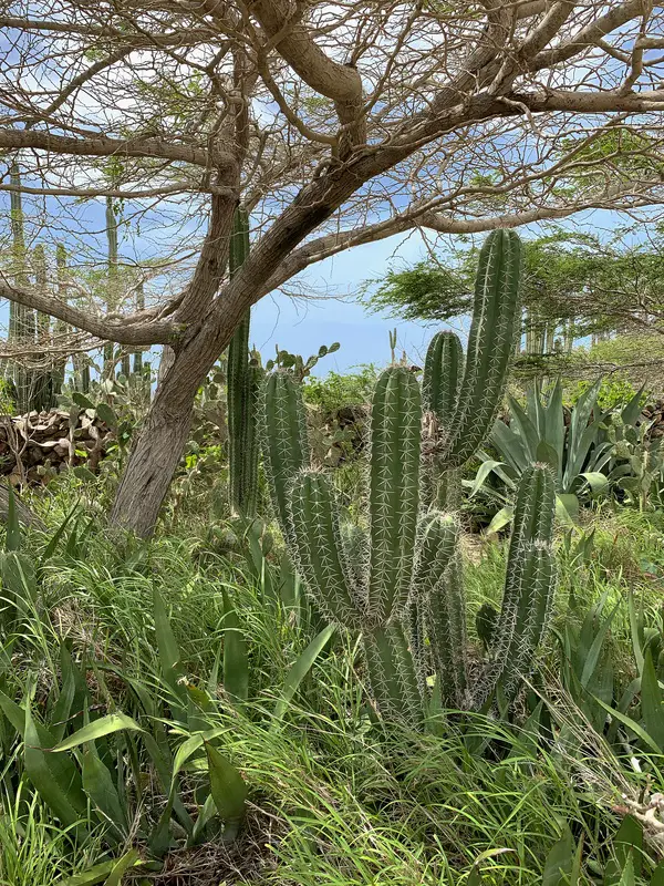 cacti in Arikok National Park in Aruba