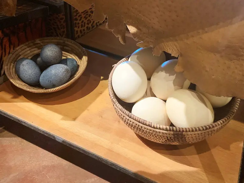 baskets of grey emu eggs and white ostrich eggs in the gift shop at the Aruba Ostrich Farm