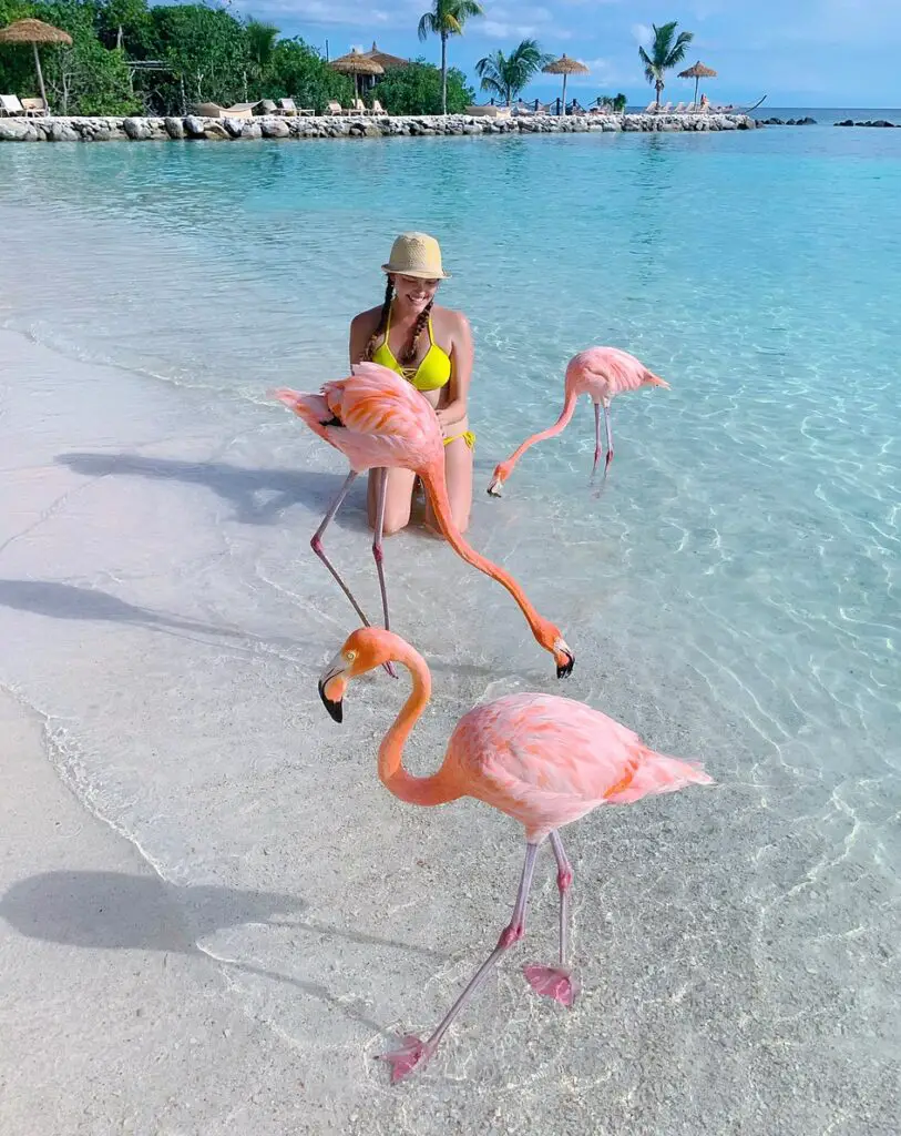 three pink flamingos standing in the ocean beside a woman at Flamingo Beach in Aruba