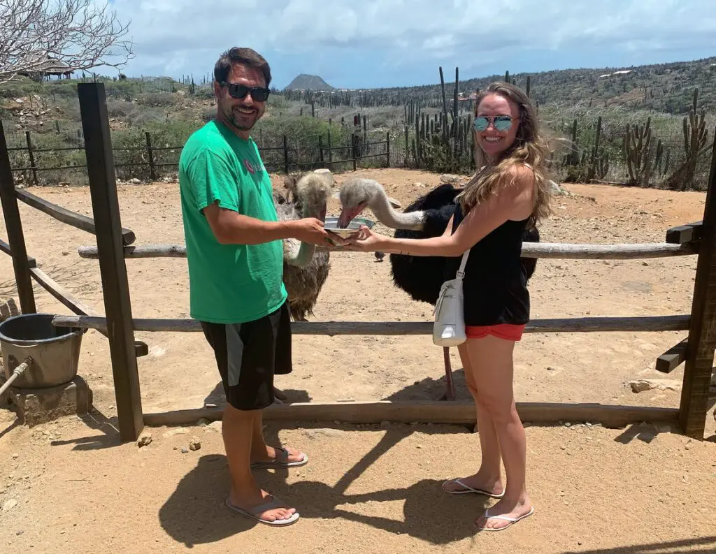 man and woman feeding two ostriches at the Aruba Ostrich Farm