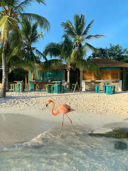 pink flamingo walking on the sand in front of the beach bar on Flamingo Beach at Renaissance Island in Aruba
