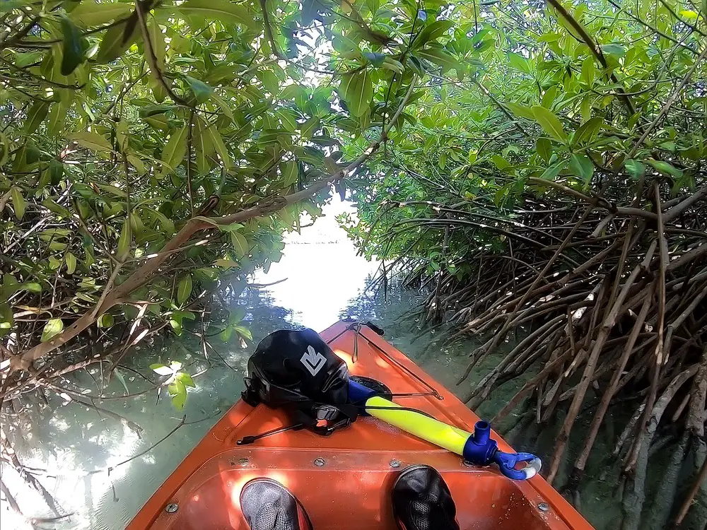 red kayak inside a mangrove channel near Mangel Halto Beach in Aruba