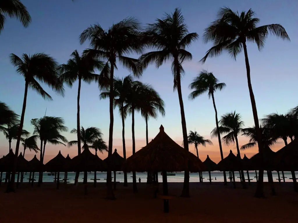 palapas and palm trees at sunset at the Marriott Hotel in Aruba