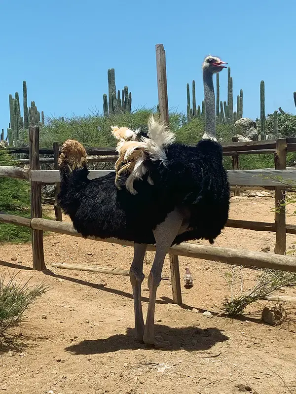 ostrich and cacti at the Aruba Ostrich Farm