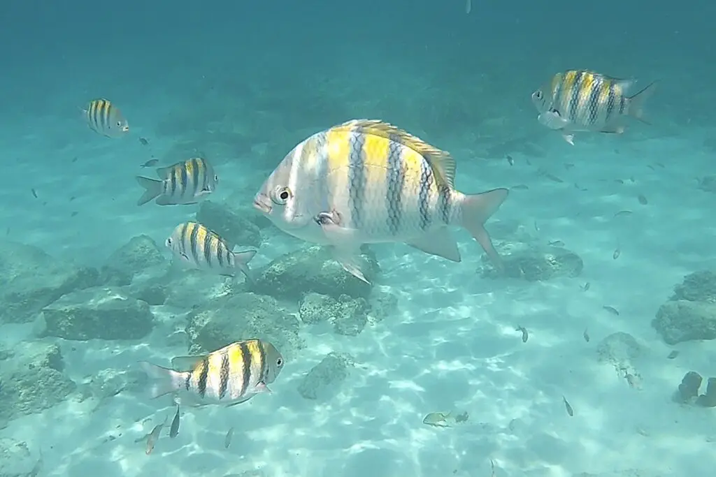 snorkeling with yellow striped fish in Boca Catalina Bay in Aruba