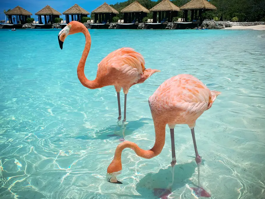 two flamingos standing in front of cabanas at Flamingo Beach in Aruba