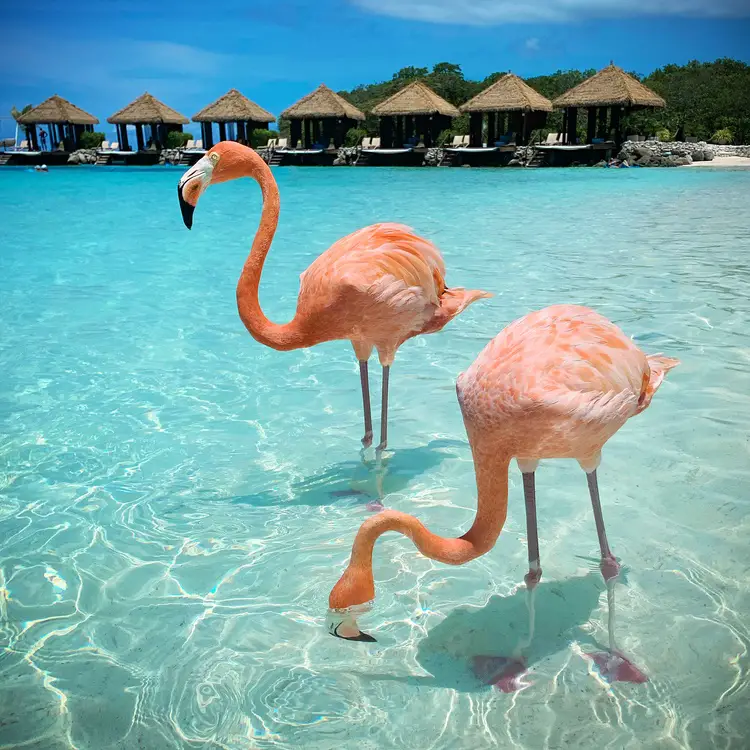 two flamingos standing in front of cabanas at Flamingo Beach in Aruba