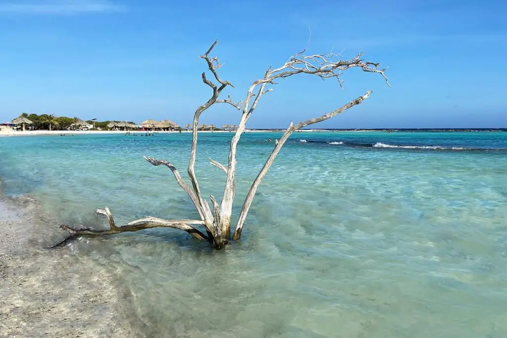 white tree in the water on Baby Beach in Aruba