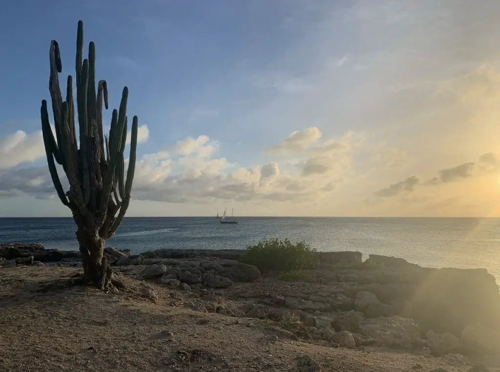 a cactus beside the ocean at sunset in Aruba
