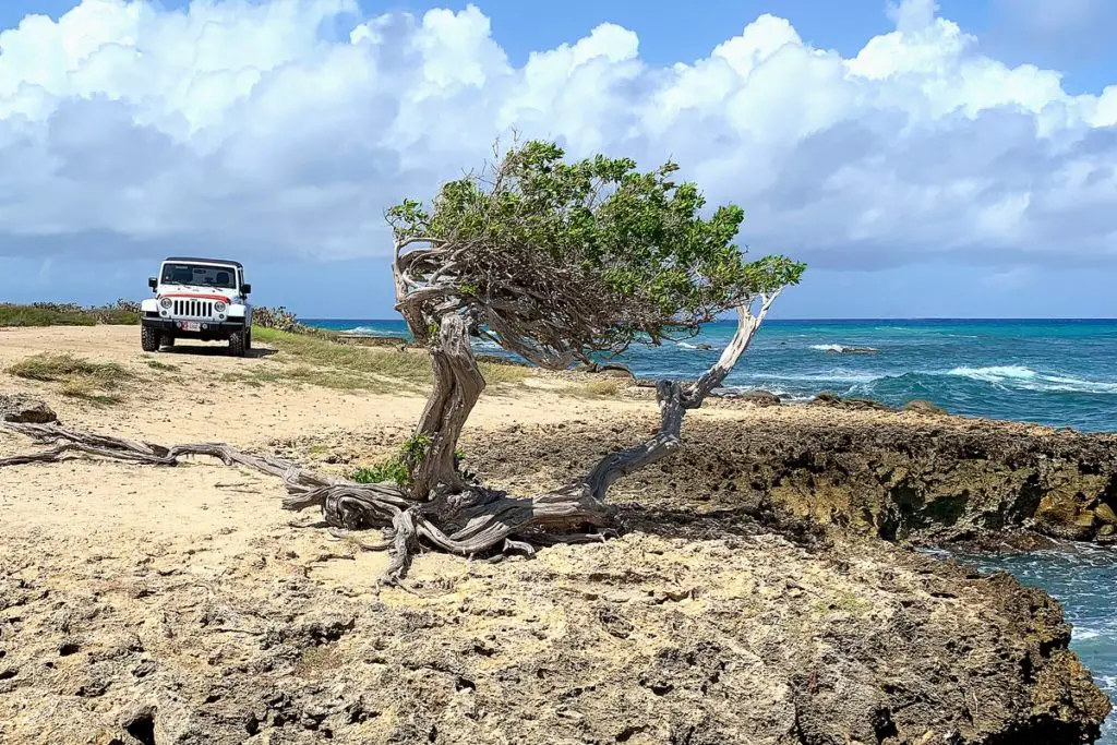 Jeep and windswept Divi Divi tree in Aruba