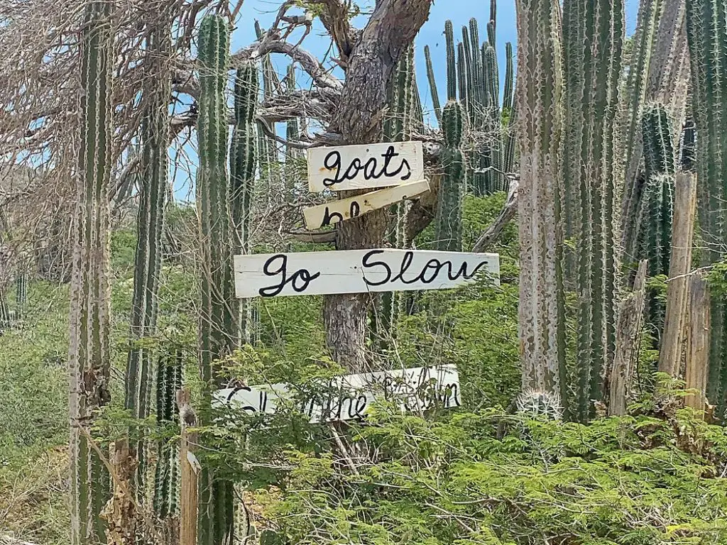 cacti and wooden road sign in Aruba warning about goats