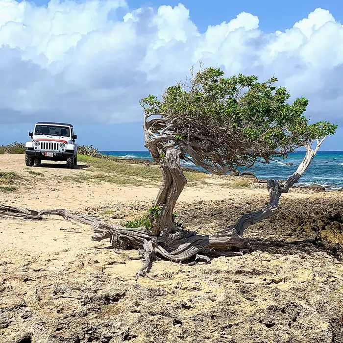 Jeep and windswept Divi Divi tree in Aruba