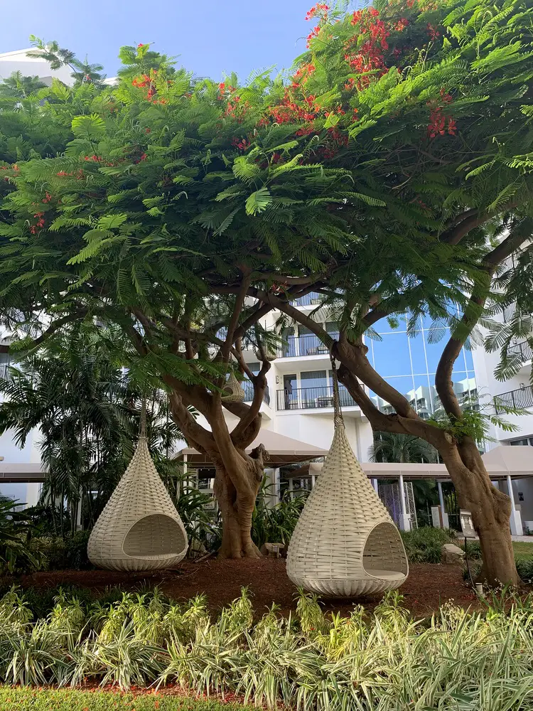 two large, white, wicker swings hanging from trees at the Marriott resort in Palm Beach, Aruba