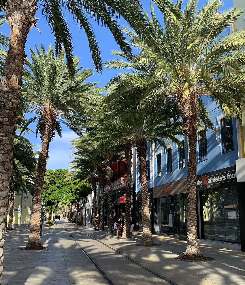 palm tree lined trolley track running through downtown Oranjestad