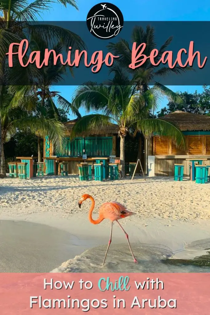 Flamingo Beach: How to Chill with Flamingos in Aruba | Love flamingos? Want to see them in person? In this Flamingo Beach travel guide, discover how you can feed, take photos, and, basically, spend the day hanging out with flamingos at Flamingo Beach in Aruba!