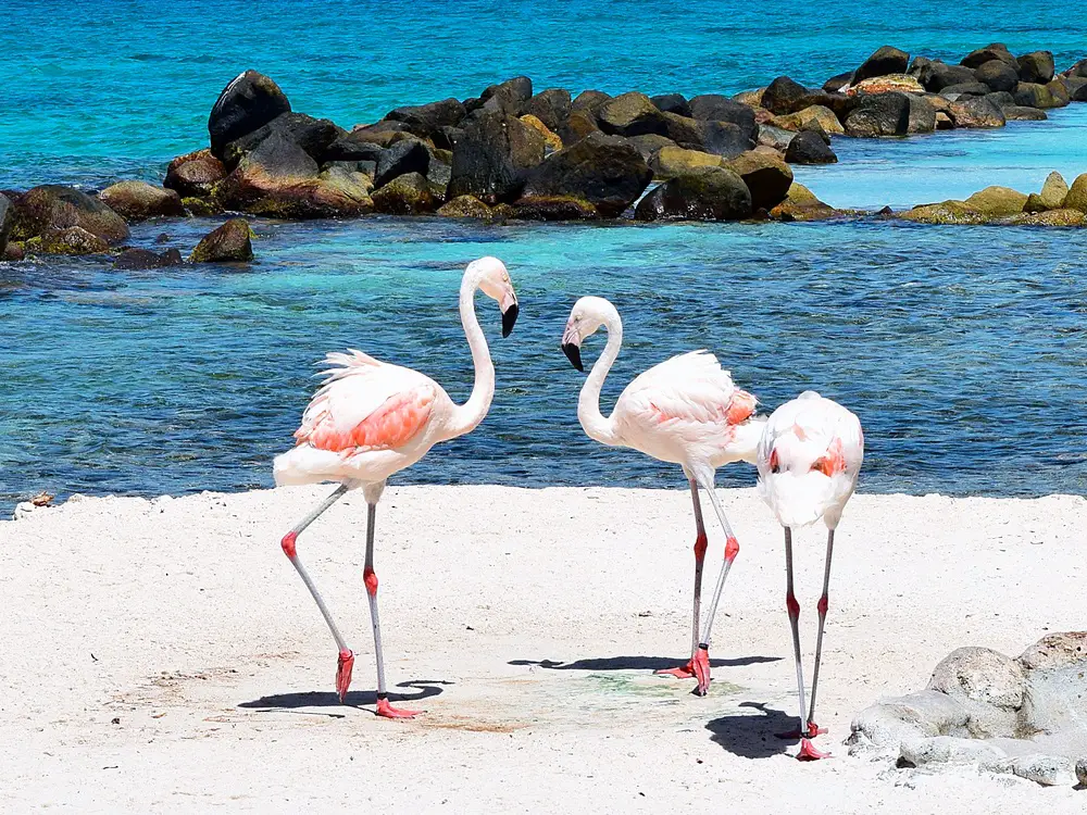 three flamingos with white and pink feathers on Renaissance Island in Aruba